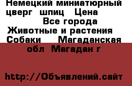 Немецкий миниатюрный(цверг) шпиц › Цена ­ 50 000 - Все города Животные и растения » Собаки   . Магаданская обл.,Магадан г.